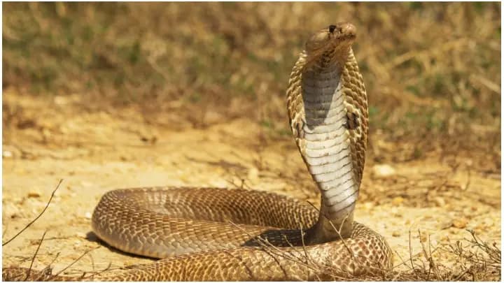 Uttar Pradesh man bitten by snake seventh time in 40 days