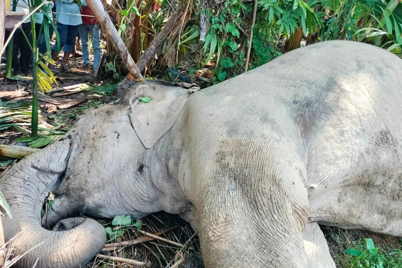 Elephant dead body found in dooars