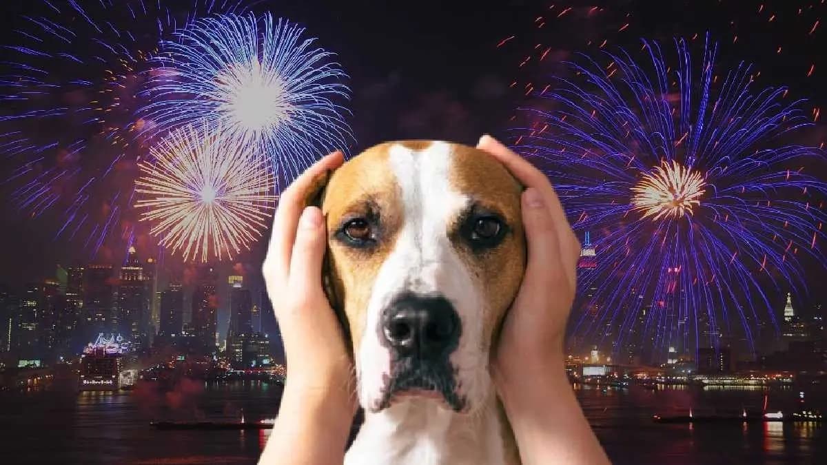 উৎসবে খুশি থাকুক বাড়ির সারমেয় সদস্যও, শব্দবাজির দাপট থেকে পোষ্যকে বাঁচাবেন কীভাবে?