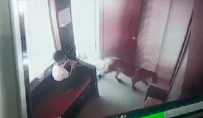 CCTV shows how Maharashtra boy, 12, calmly handled leopard situation
