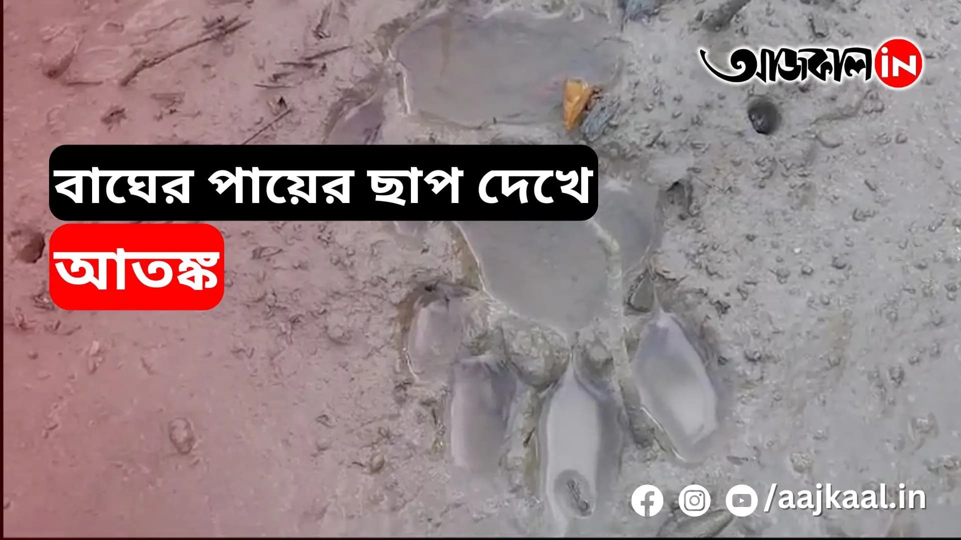 KULTALI (SOUTH 24 PARGANA) | কুলতলিতে লোকালয়ের কাছেই বাঘের পায়ের ছাপ