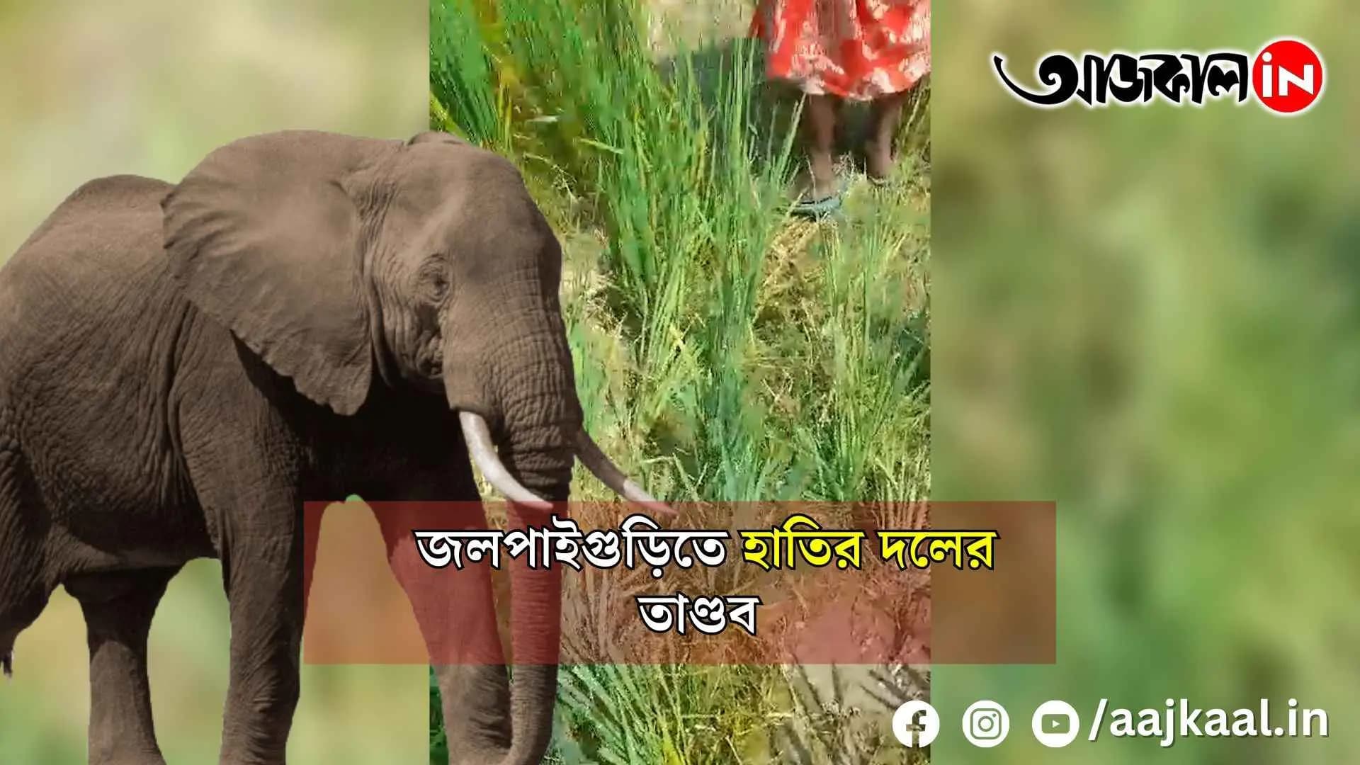 Elephant rampage