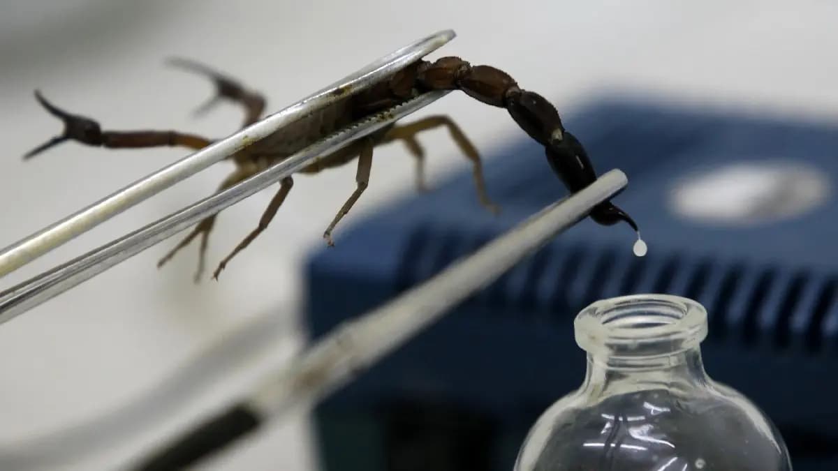 why scorpion Venom is one of the costliest liquids in the world