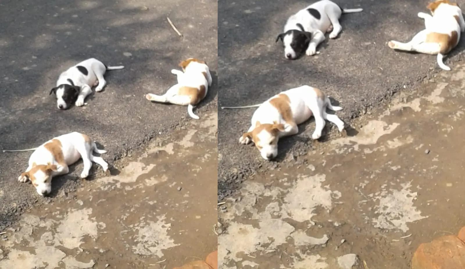 Dog mysterious death at polba