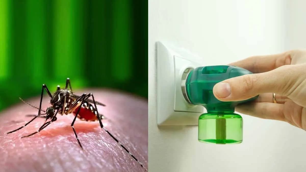 These all tricks can protect from mosquito bites and prevent many harmful disease lif