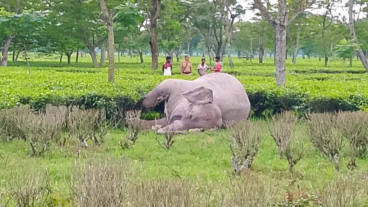 Two dead body of elephant rescued in one day at kalchini tea estate in alipurduar