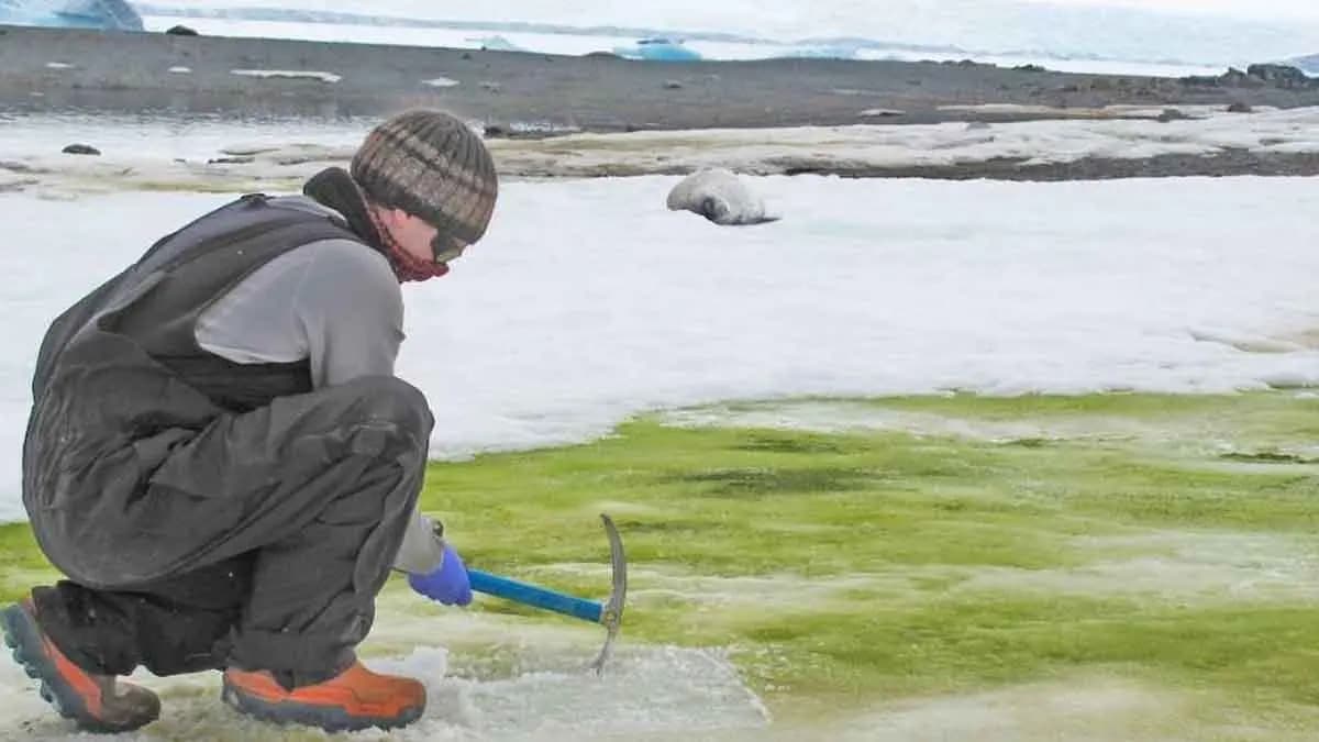 Antarctica Turning Green At An Alarming Rate gnr