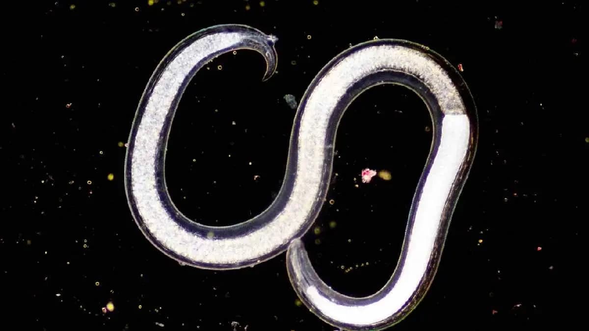 New species with unusual genetics rebirth in Earth after 46000 years