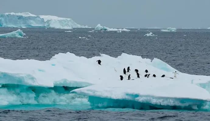 Antarctica witnesses first bird flu case, scientists confirm