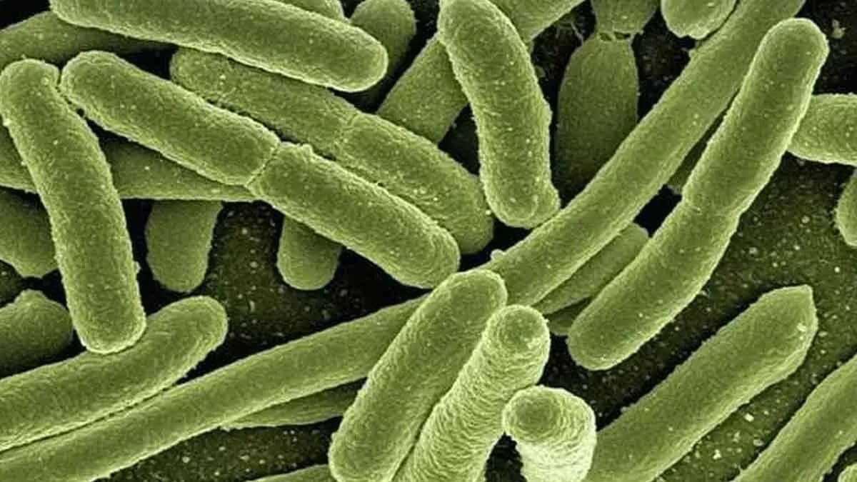 What Is Deadly Marburg Virus That Originates From Bats gnr