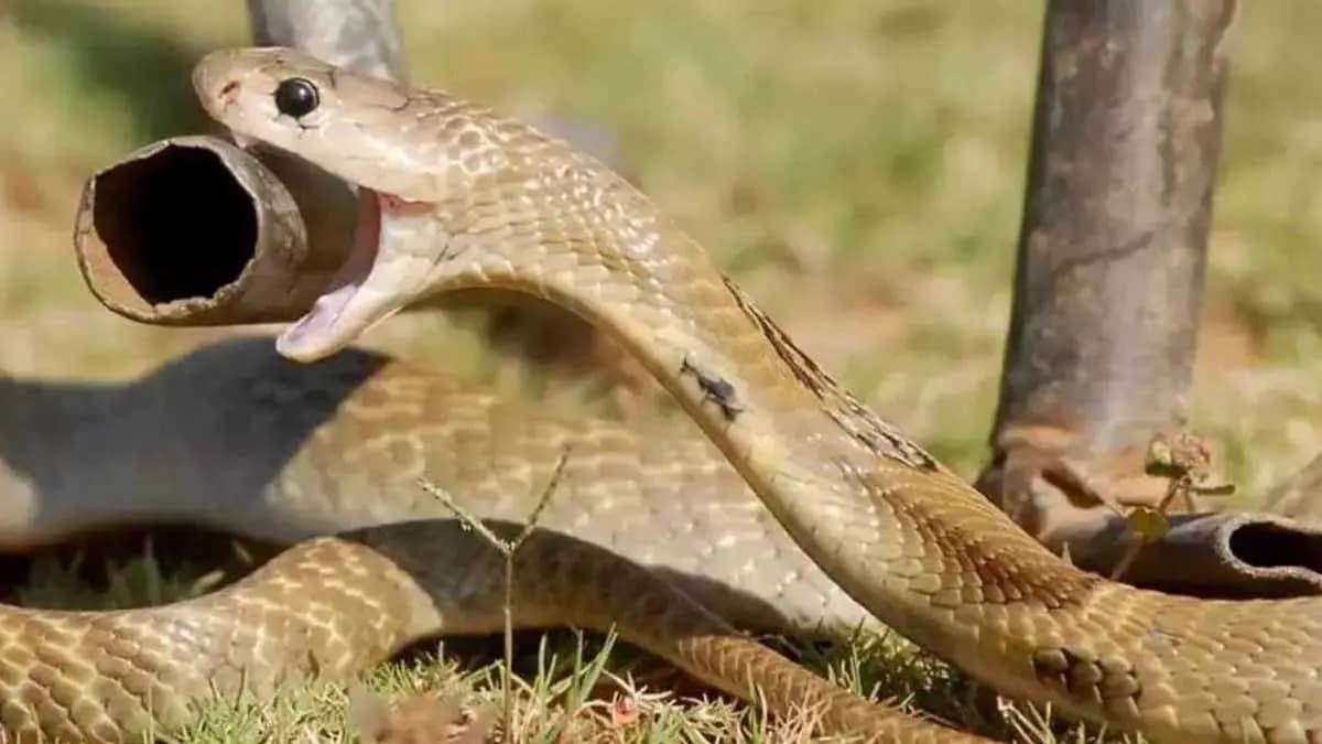 snake venom variation affects antivenom efficacy gnr