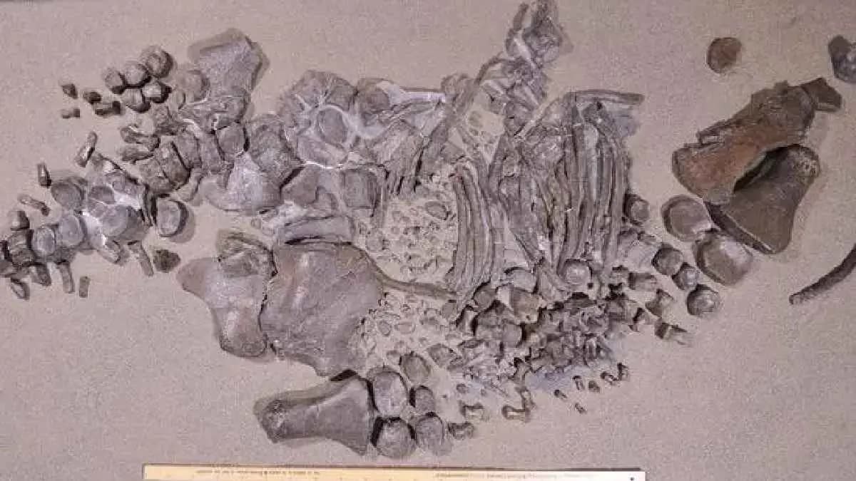  520 million year old fossil discovered with a brains and guts intact