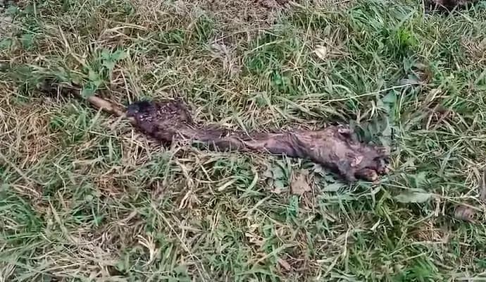 dead body found in jungle