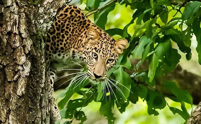 Leopard Population In India Reaches 13,874