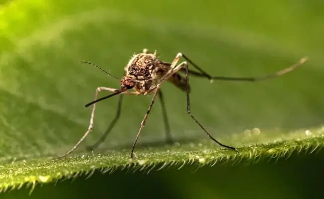 Karnataka Declares Dengue An Epidemic gnr