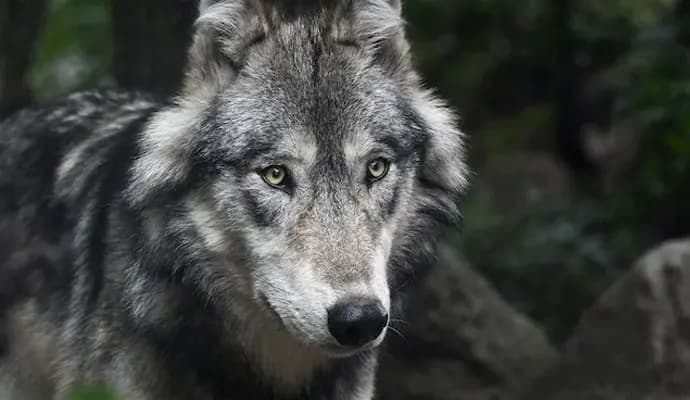 Amid Wolf Attack Fears, UP Villagers Kill Dog That Attacked 3 People gnr