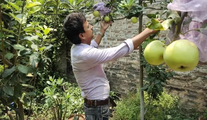 Apple fruit in murshidabad