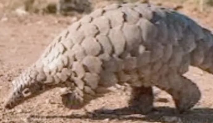 purulia forest department arrest four person accused smuggling covers of pangolin gnr