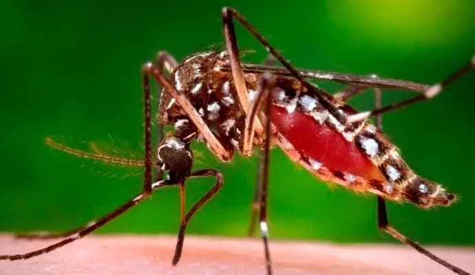 siliguri young cricekter death due to dengue