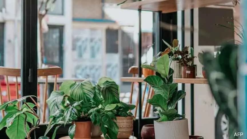 New Study Shows Music Can Boost Plant Growth gnr