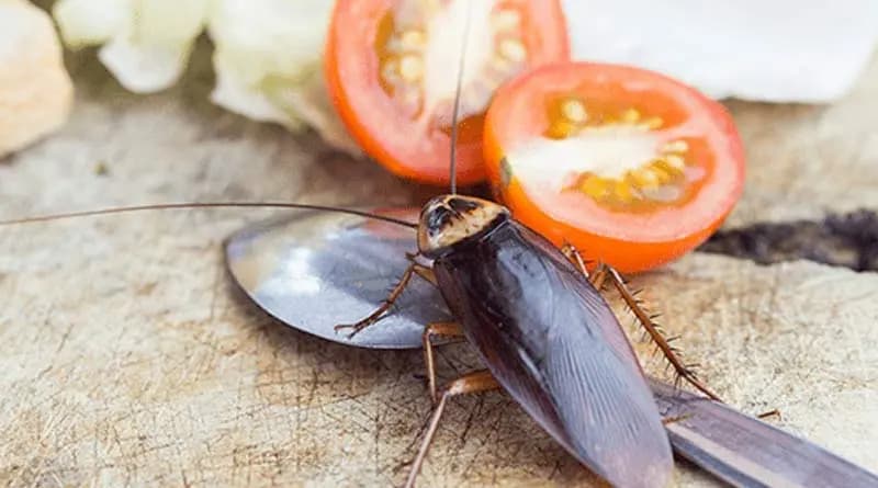 these are the home remedies to keep away cockroaches from home LIF