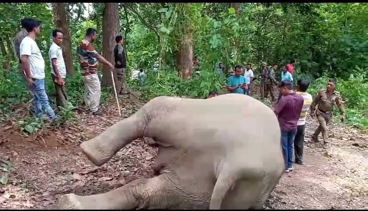elephant dies