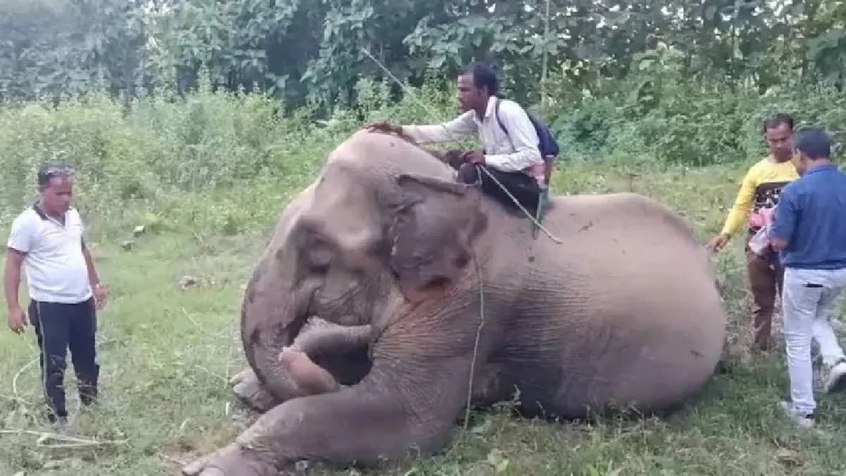 Elephant Chandratara With Cross-Border Ownership Claims