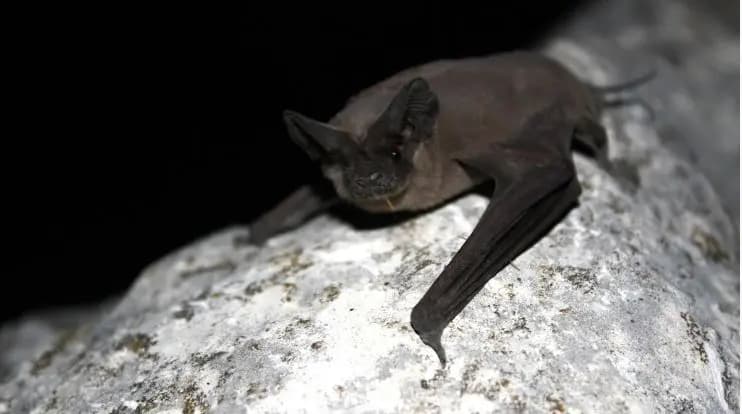 Halloween Special People In US Are Voting For Best Looking Bat gnr