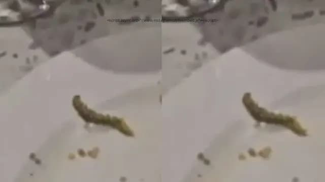 Caterpillar Found In Salad At High End Gurugram Eatery