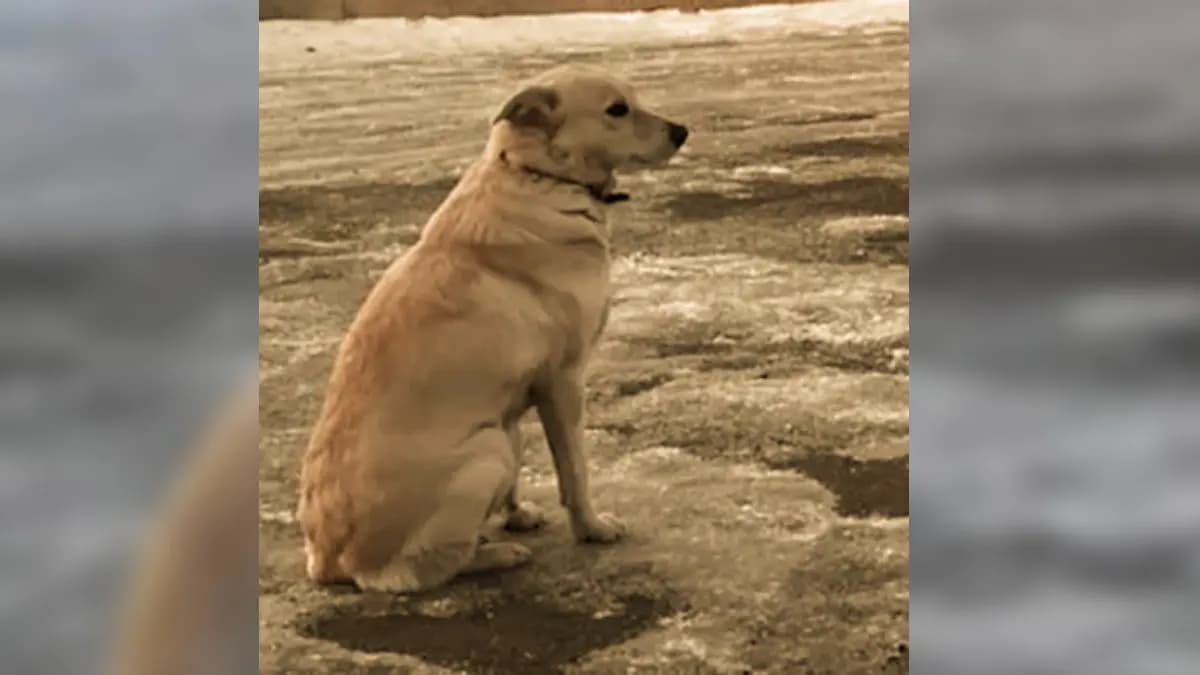 Owner Died Russian Dog Waits Four Days At The Spot gnr 
