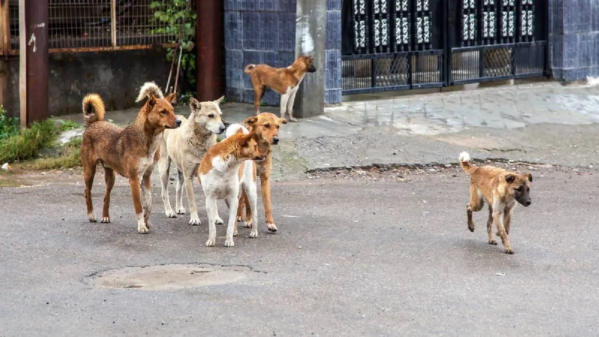 Football World Cup kills 300000 dogs The Moroccan government took a terrible decision gnr
