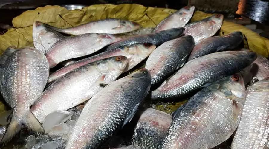 Bangladesh targets Indian plate and palette, bans Padma hilsa for Durga Puja gnr