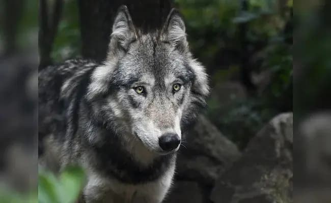 Fresh Wolf Attack In Bahraich gnr