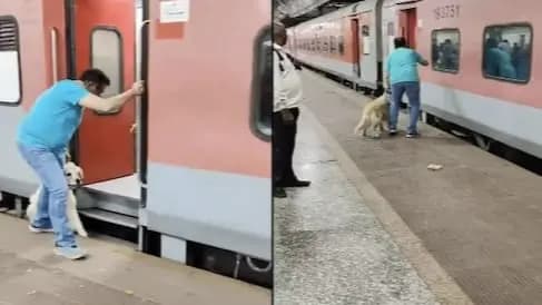 Pet Dogs Near Death Experience On Railway Station