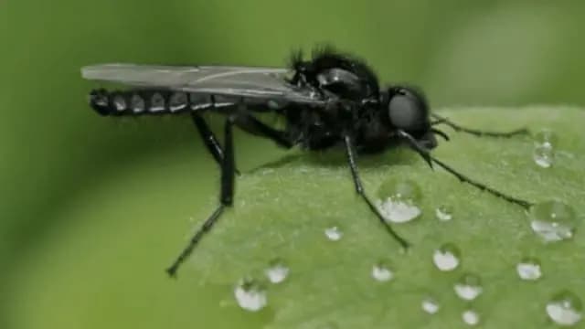 Blood Sucking Black Fly Can Cause Human Blindness Identified In North Bengal