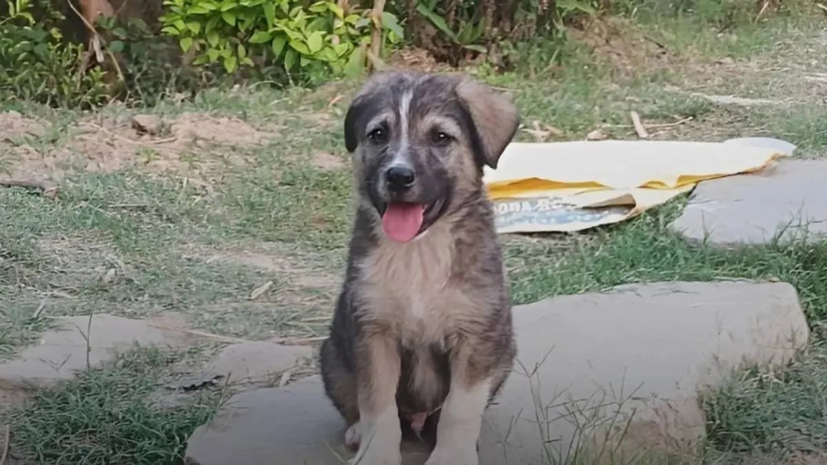 A dog saved lives Early warning before the landslide in Himachal Pradesh