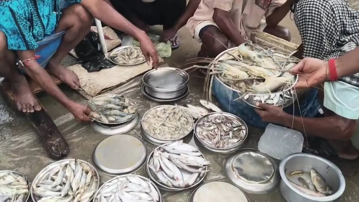 Hilsa of river Padma sells in a rational price
