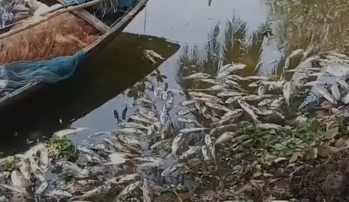killing of 36 quintals of fish in Laldighi of Berhampore