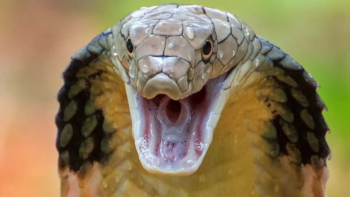  47 people declared dead 280 times in BJP led Madhya Pradesh under snake bite scam