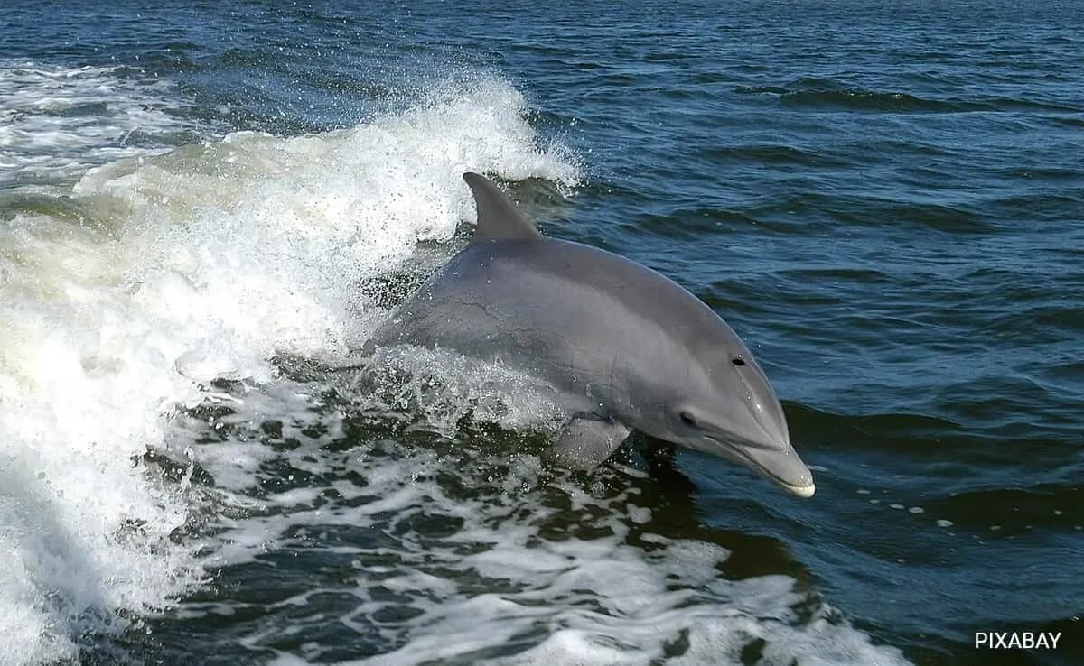 Dolphin Bites Surge At Japanese Beaches gnr