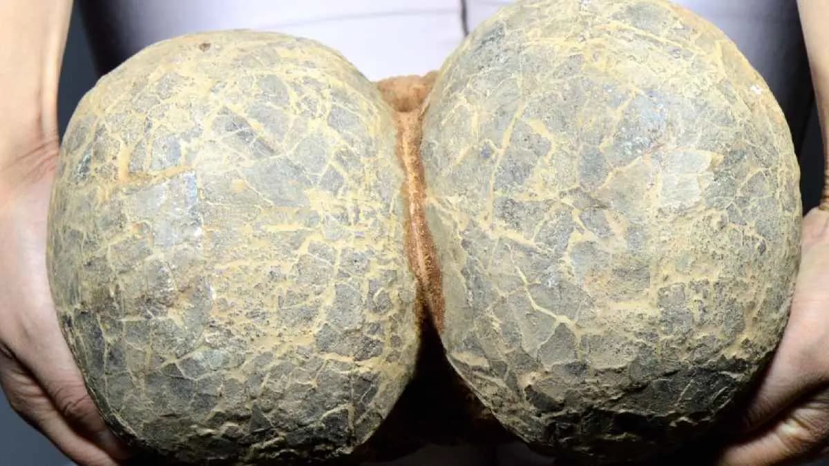 Rare Dinosaur Egg Reveals stunning secrets through groundbreaking CT Scan analysis
