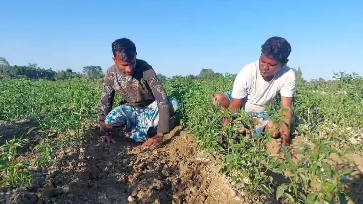 To save potato from elephants farmers of dooars starts farming chilli plants beside the fields gnr