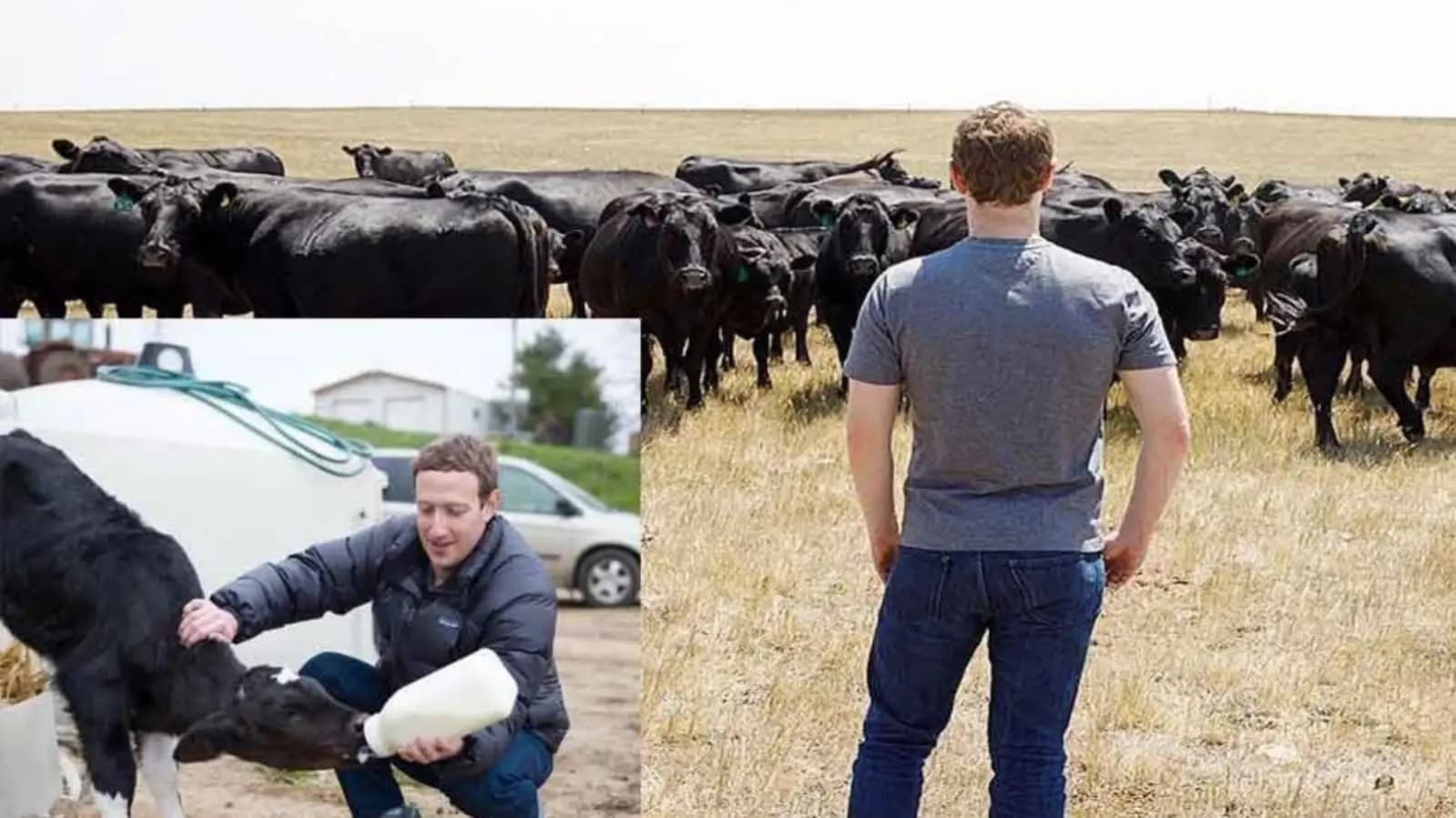 mark zuckerberg in new role