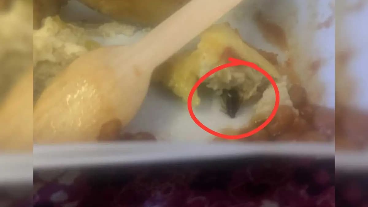 Air India Passenger Finds Cockroach In Food gnr