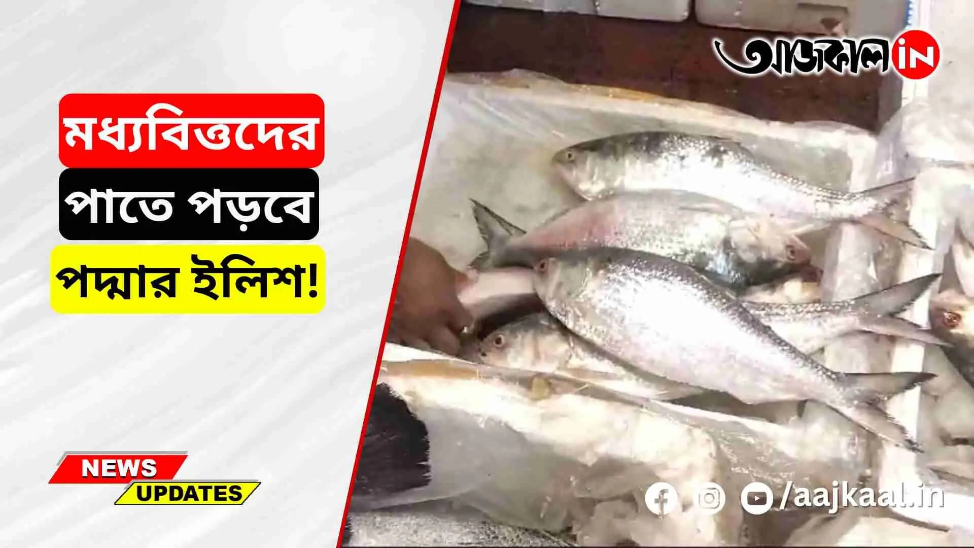 ILISH FISH