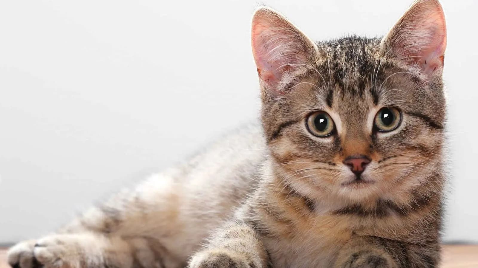 Ohio Woman Gets One Year Jail Sentence For Killing And Eating Cat