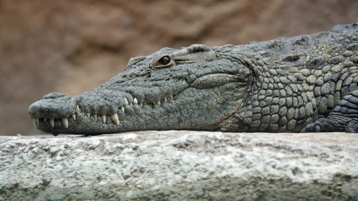 Video of a UP man carries crocodile on his shoulder goes viral gnr
