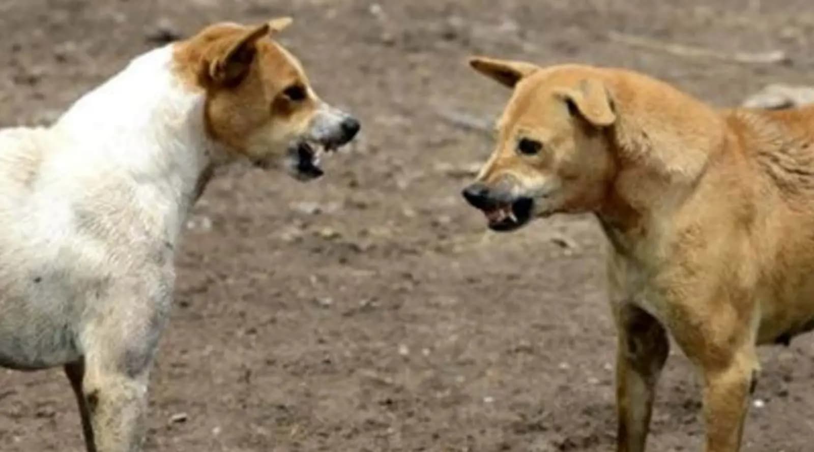 Girl  Bitten By Stray Dog, Dies