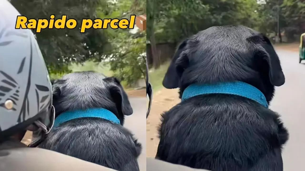 Rapido driver receives an order to deliver a dog as parcel