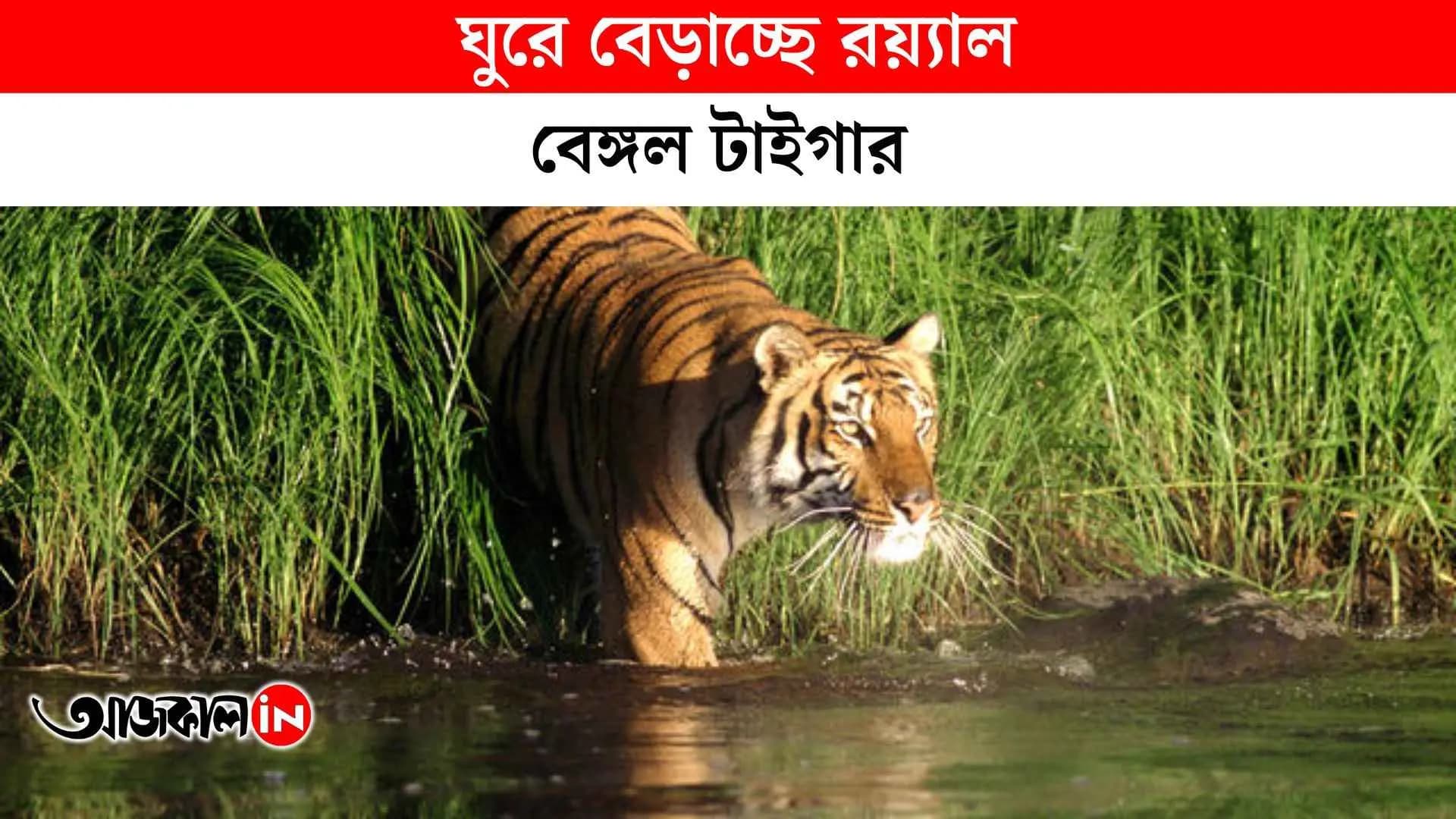  Royal Bengal Tiger spotted once again at Sundarban Visitors says its an Rare Experince_vdo